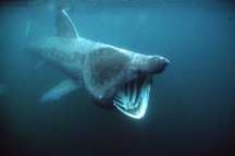 Feeding Basking shark©Jeremy Stafford-Deitsch